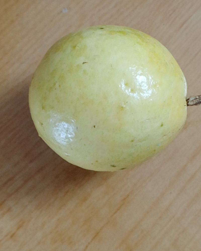 黄金百香果