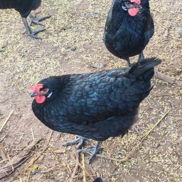 散养谷饲五黑鸡