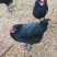 散养谷饲五黑鸡