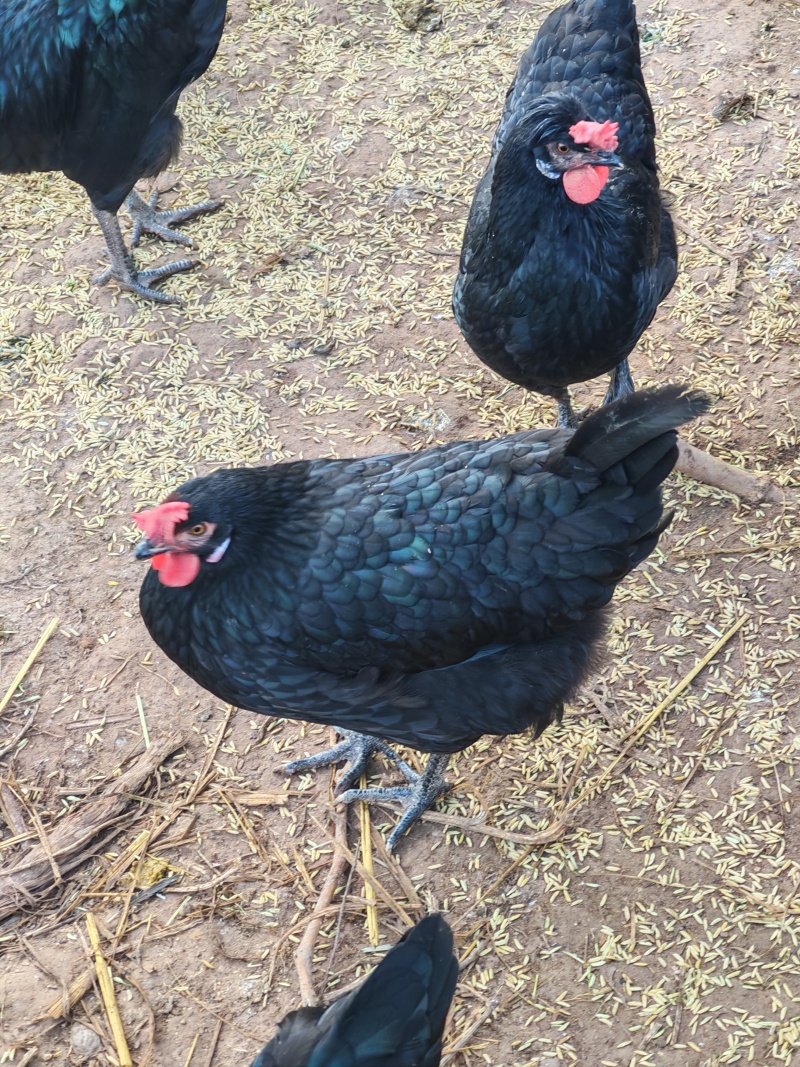 散养谷饲五黑鸡