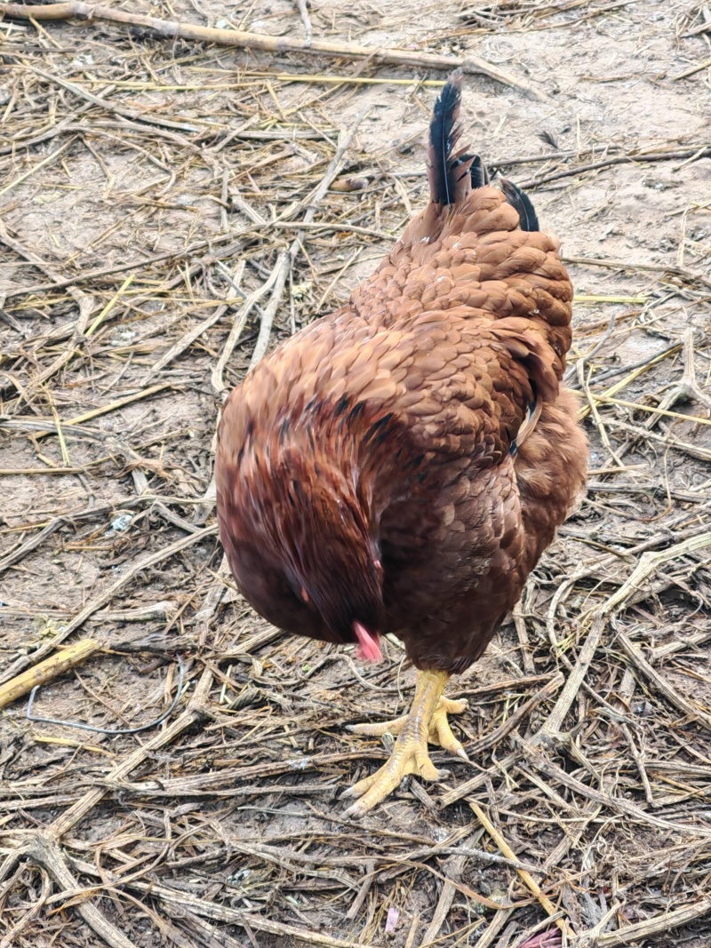 散养谷饲九斤黄
