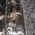 兔子