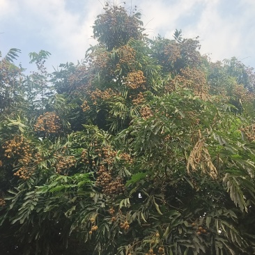 广西上林本土龙眼