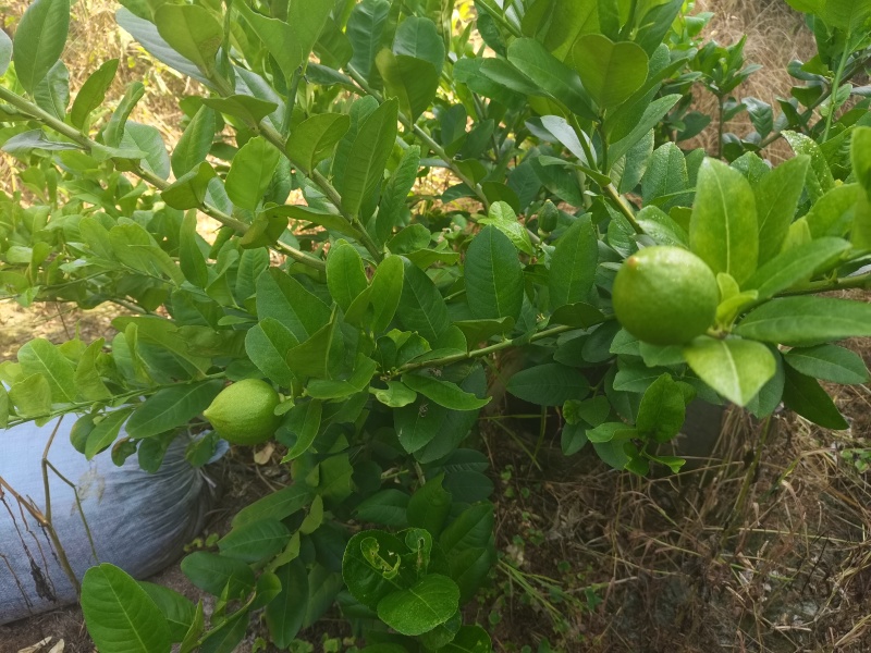 广东无籽香水柠檬地苗，因前面种植过密，现在间苗，大约500颗