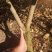 广东无籽香水柠檬地苗，因前面种植过密，现在间苗，大约500颗