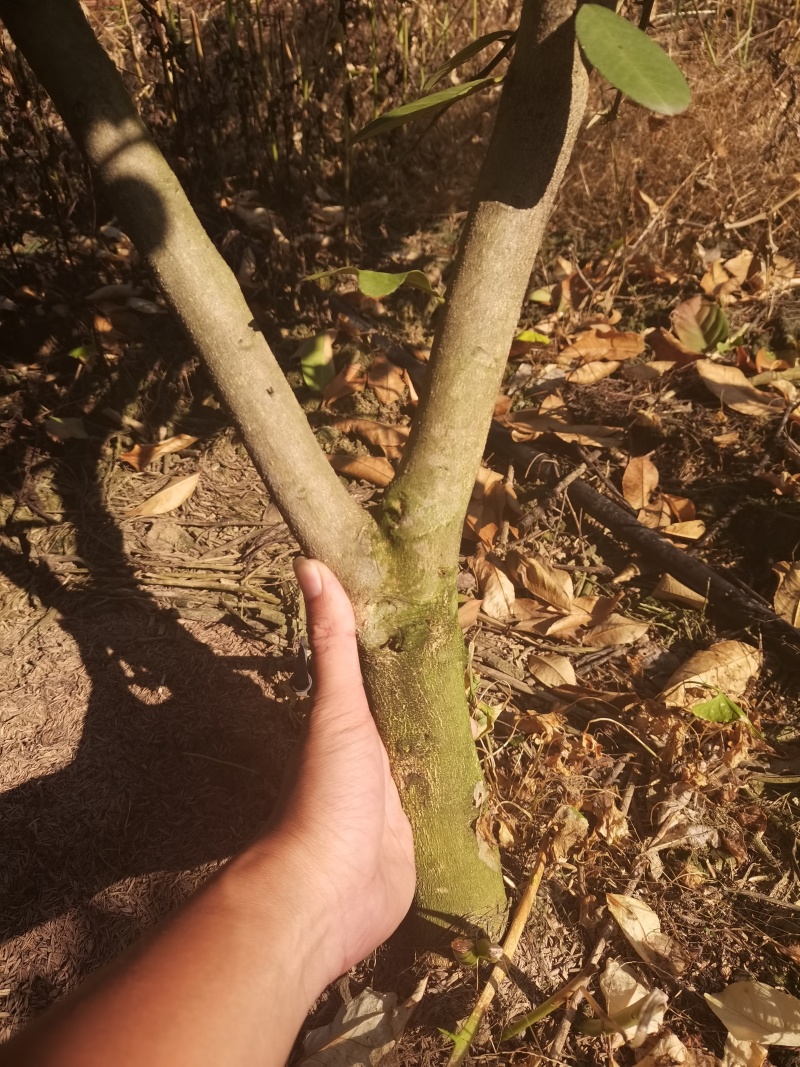 广东无籽香水柠檬地苗，因前面种植过密，现在间苗，大约500颗