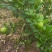 广东无籽香水柠檬地苗，因前面种植过密，现在间苗，大约500颗