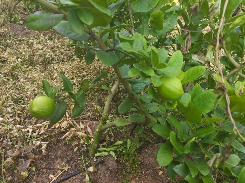广东无籽香水柠檬地苗，因前面种植过密，现在间苗，大约500颗