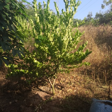 广东无籽香水柠檬地苗，因前面种植过密，现在间苗，大约500颗