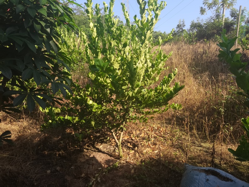 广东无籽香水柠檬地苗，因前面种植过密，现在间苗，大约500颗