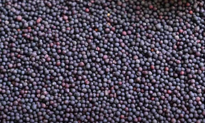 黑油菜籽