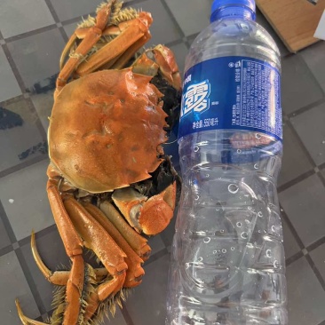 江蟹2母三公起上限为当天起出多大
