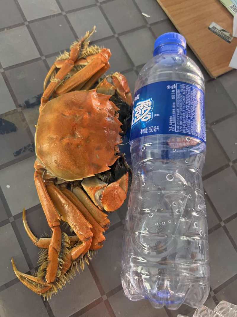 江蟹2母三公起上限为当天起出多大