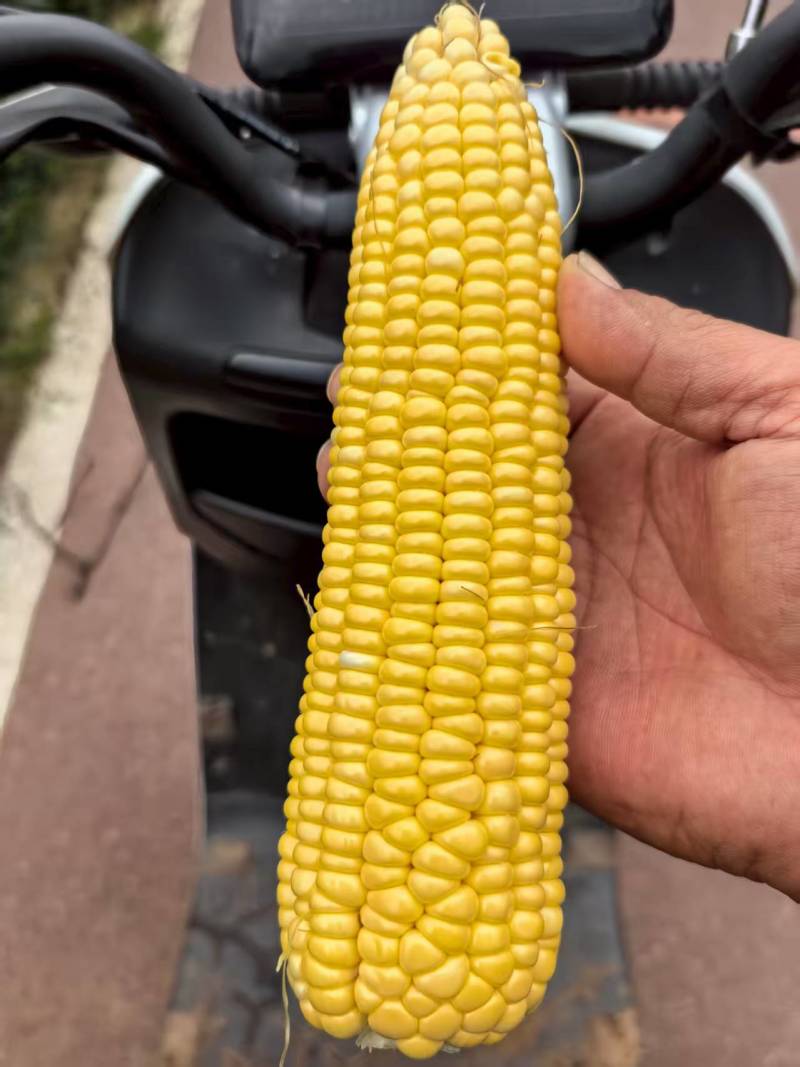 水果玉米