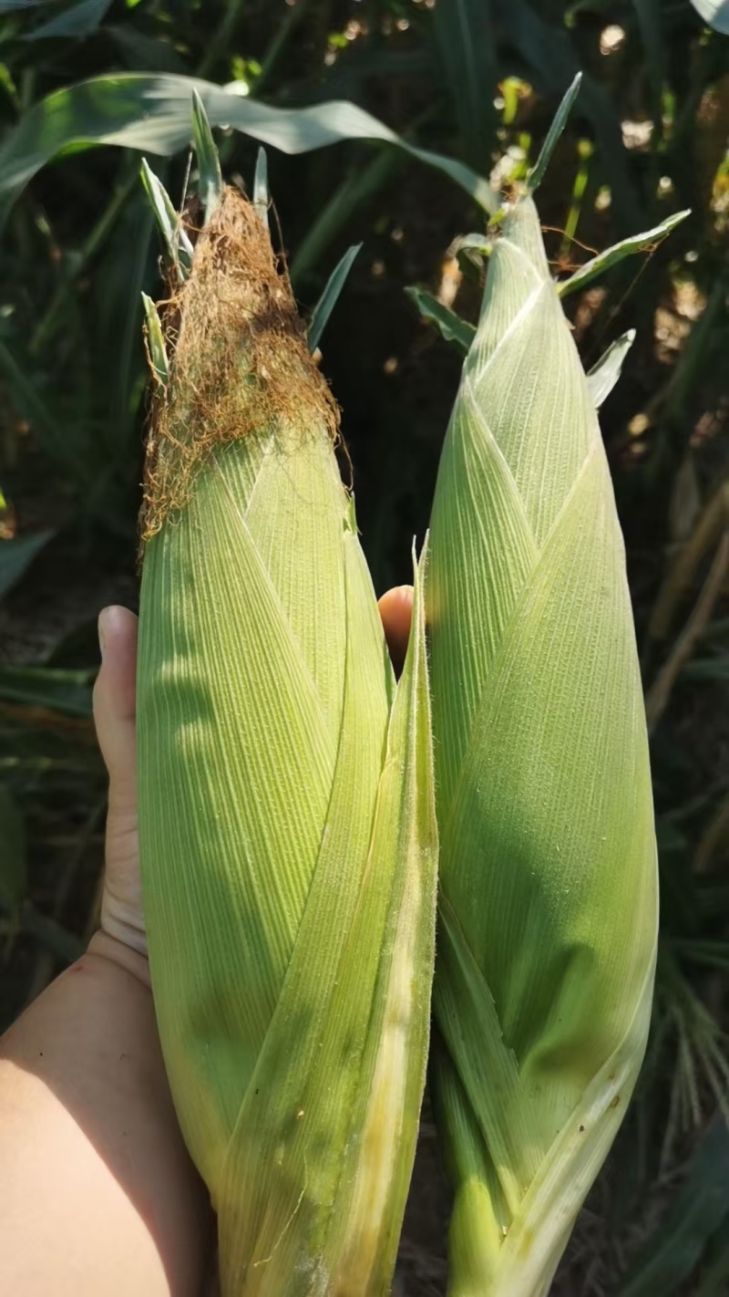 粘玉米大花小花