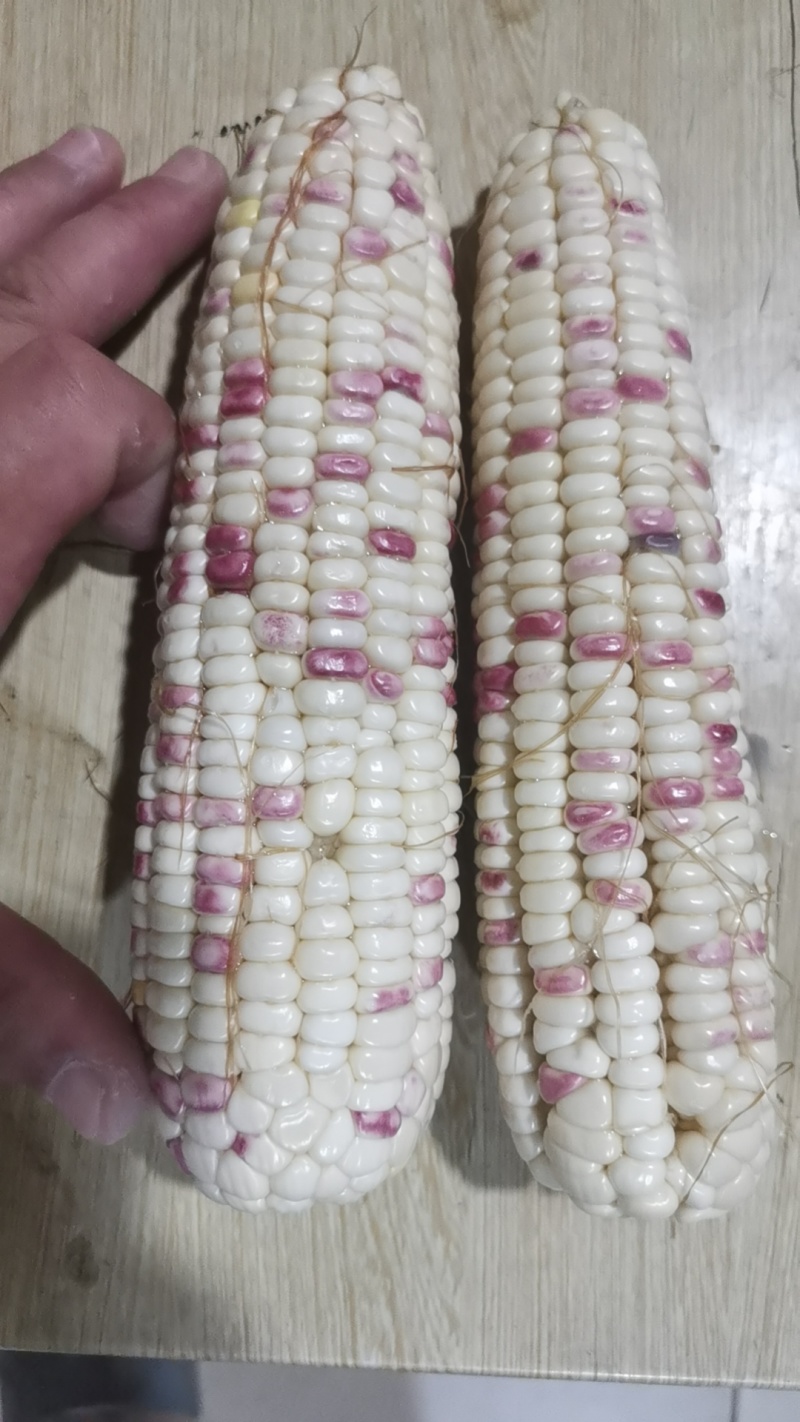 粘玉米大花小花