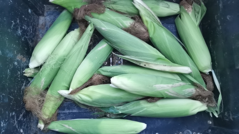 粘玉米大花小花