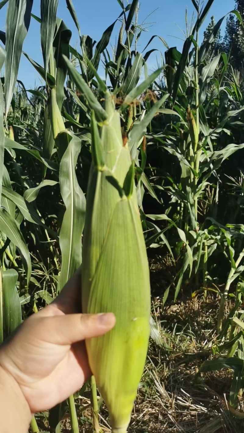 粘玉米大花小花