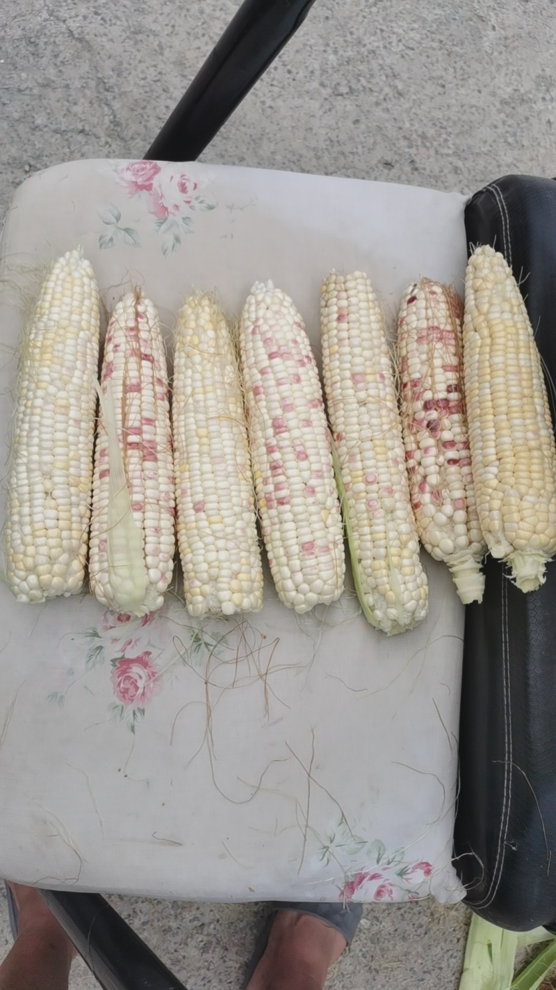 粘玉米大花小花