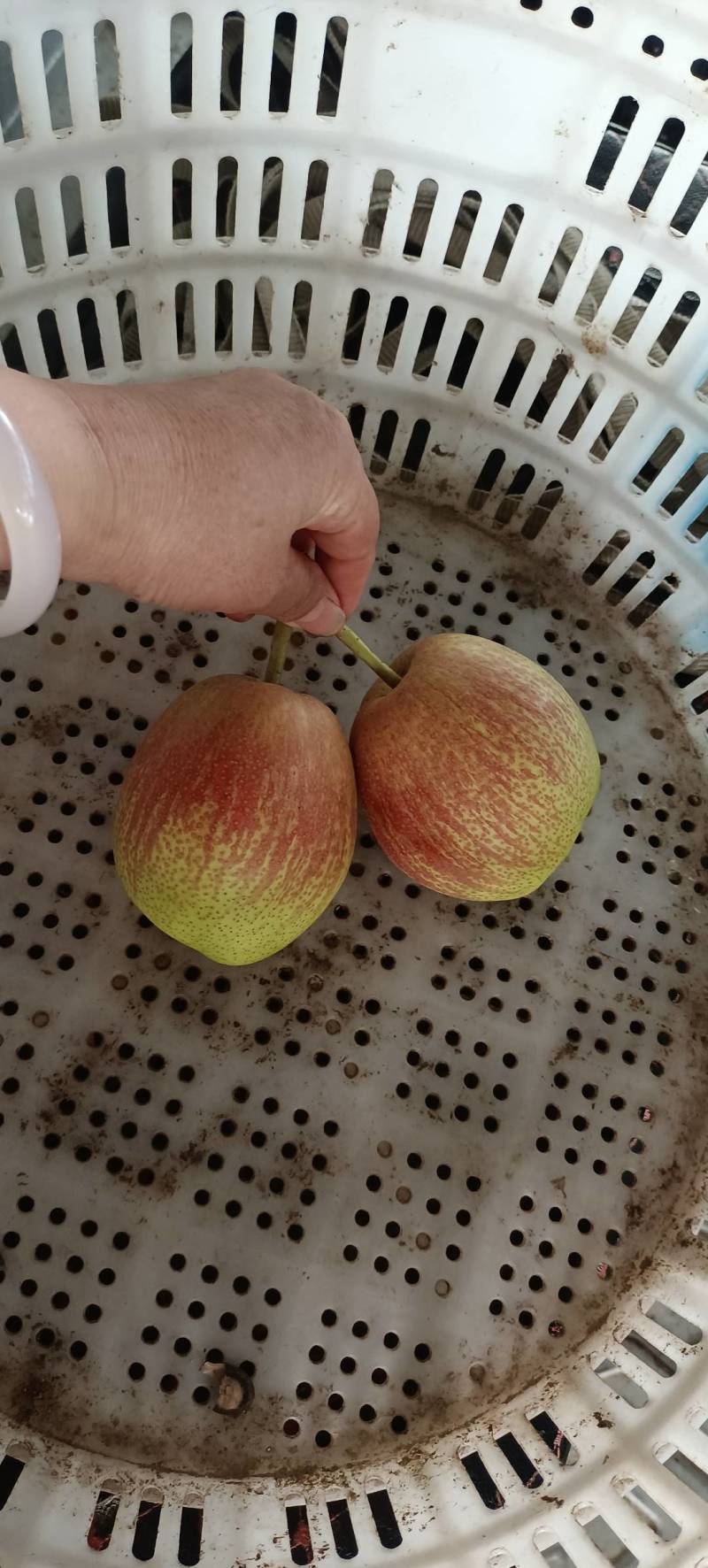 啥梨都有