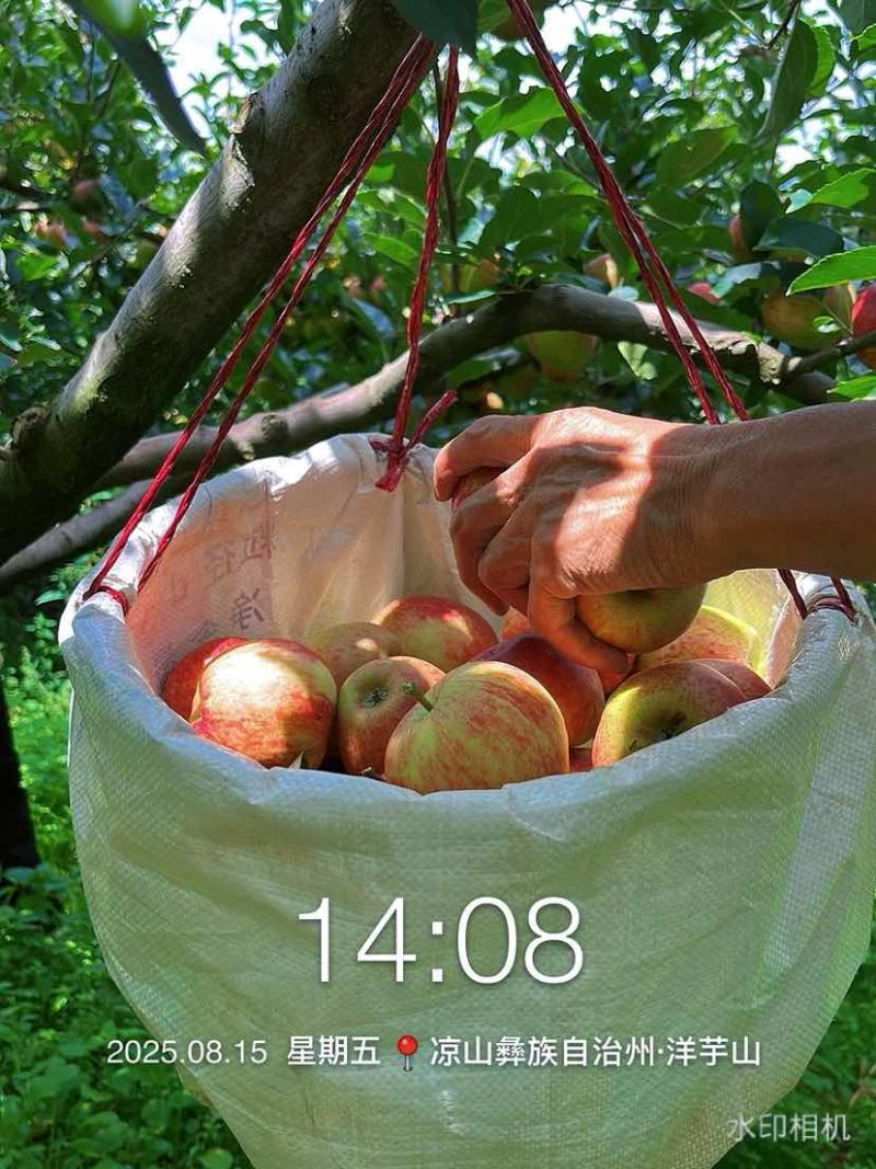 大凉山嘎拉苹果一件代发