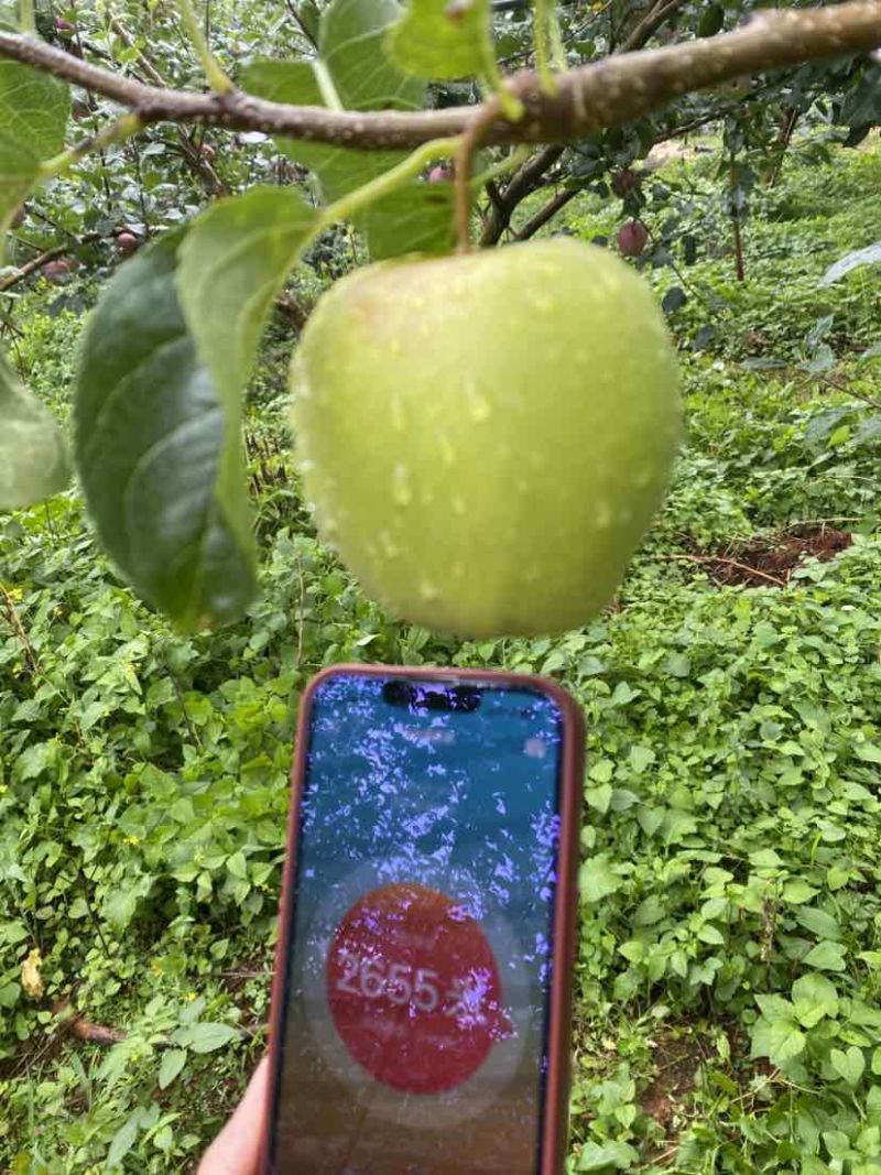 大凉山金帅青苹果一件代发