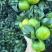 蜜桔糖度九个左右皮薄肉脆