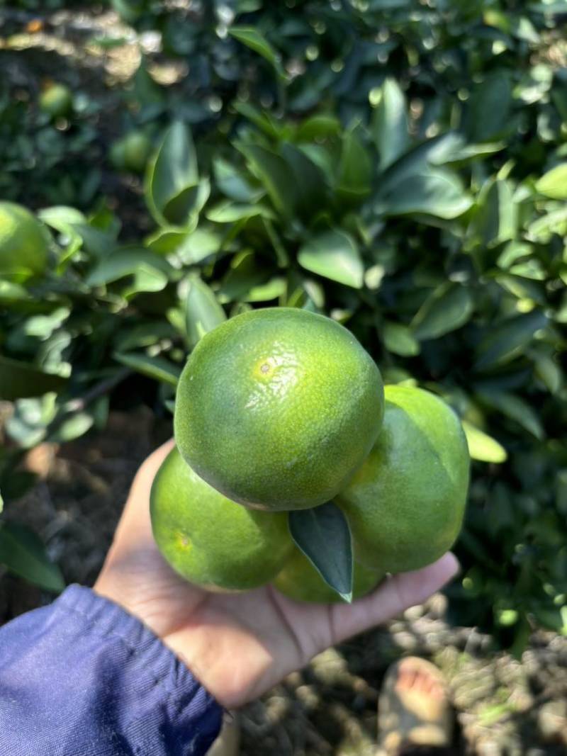 蜜桔糖度九个左右皮薄肉脆