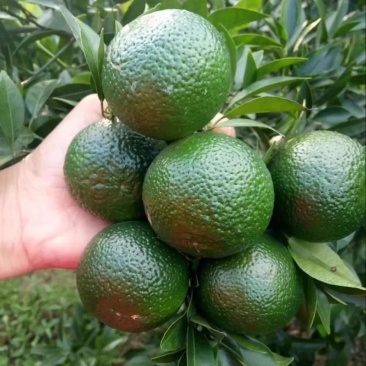 小青柑鲜果，量大