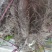 赣南紫山药