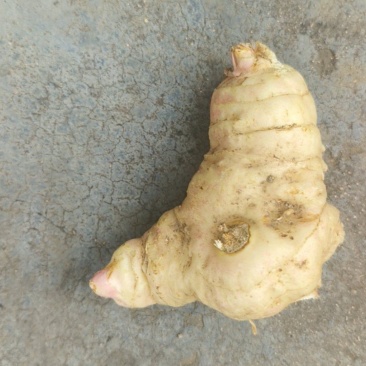 黄精