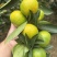 云南精品蜜橘