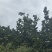 云南精品蜜橘