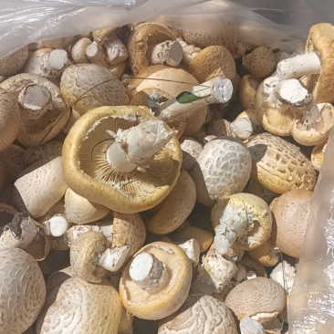 青海黄蘑菇