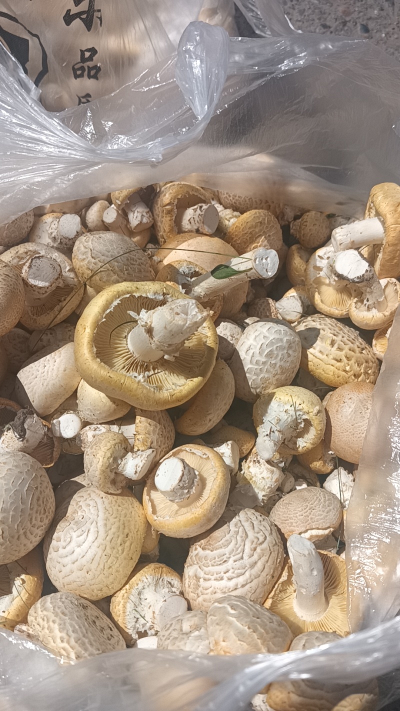 青海黄蘑菇