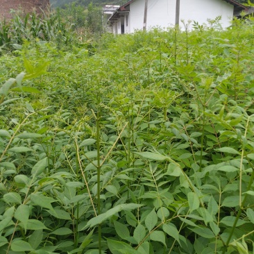 25年度一年期黄柏种苗