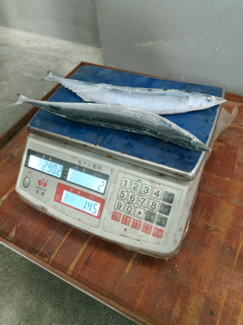 一号秋刀鱼