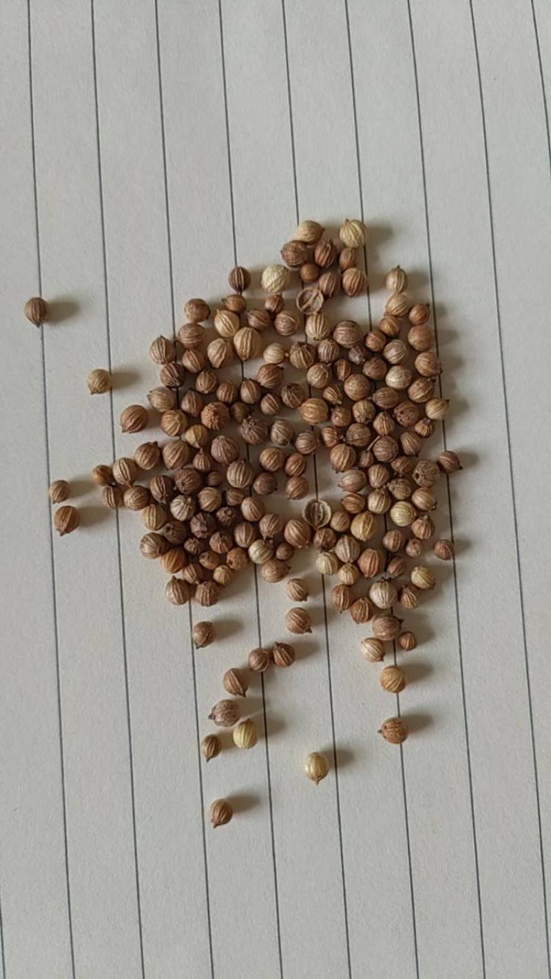 香菜籽批发***********