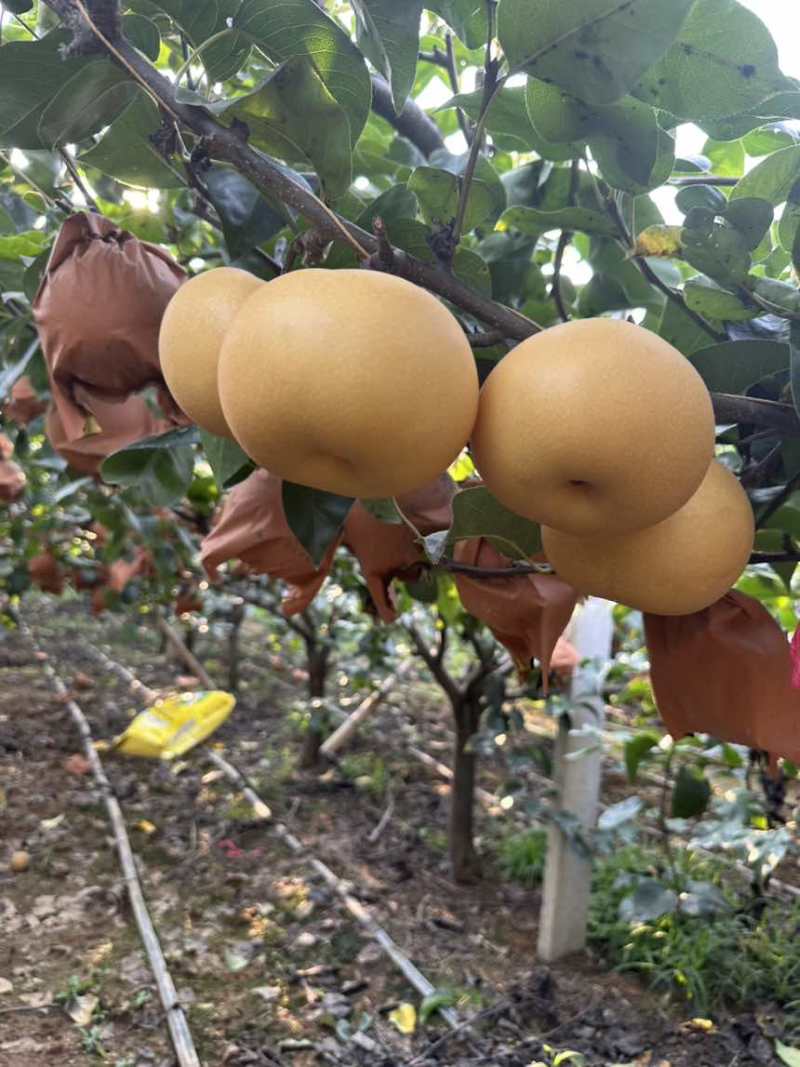 秋月梨大量接单***********