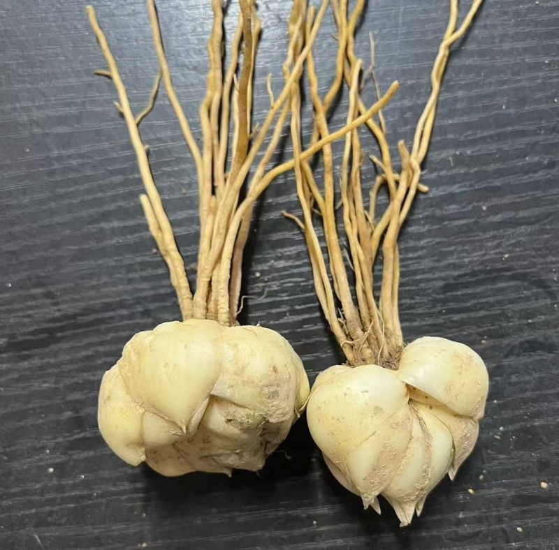 新鲜农家现摘现发百合种子