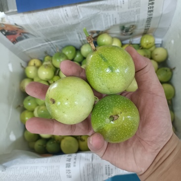 广西钦蜜9号百香果标准电商小果单规45~60