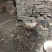 土鸡