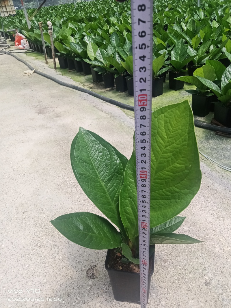 聚宝盆0.35加仑