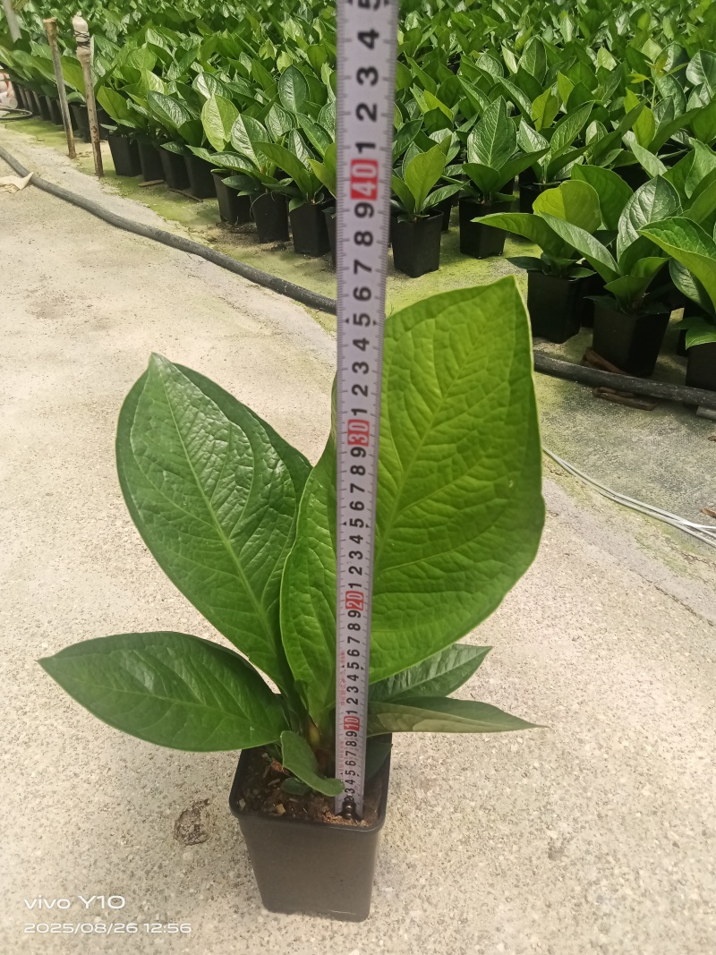 聚宝盆0.35加仑