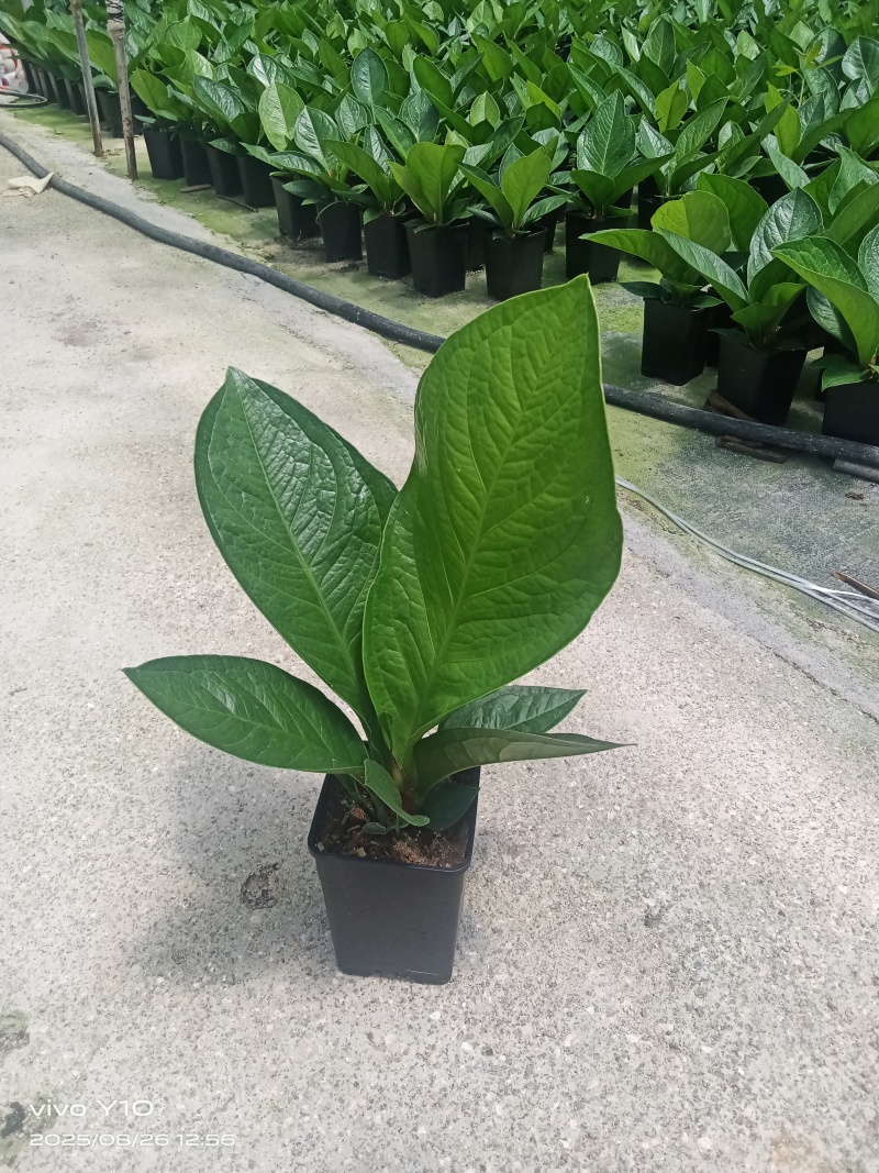 聚宝盆0.35加仑