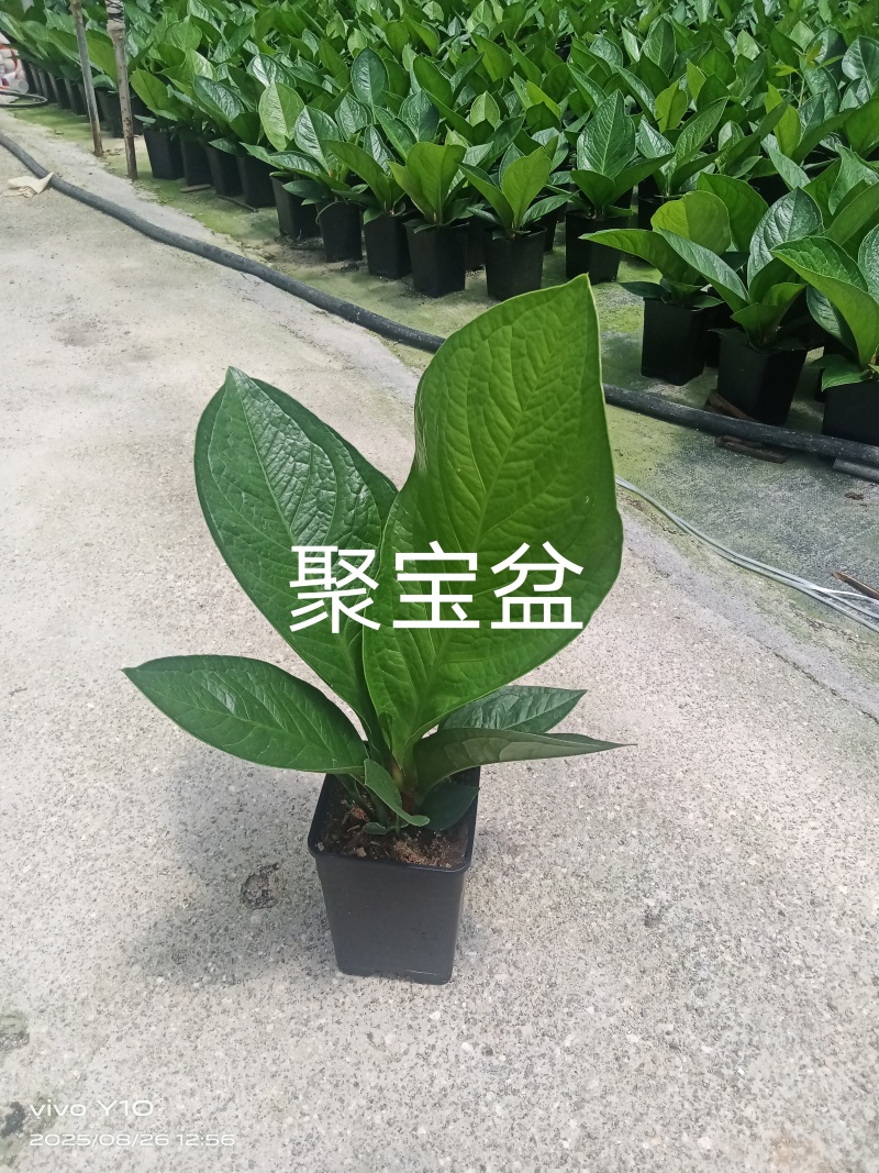 聚宝盆0.35加仑