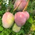 四川省攀枝花凯特芒果