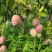 四川省攀枝花凯特芒果