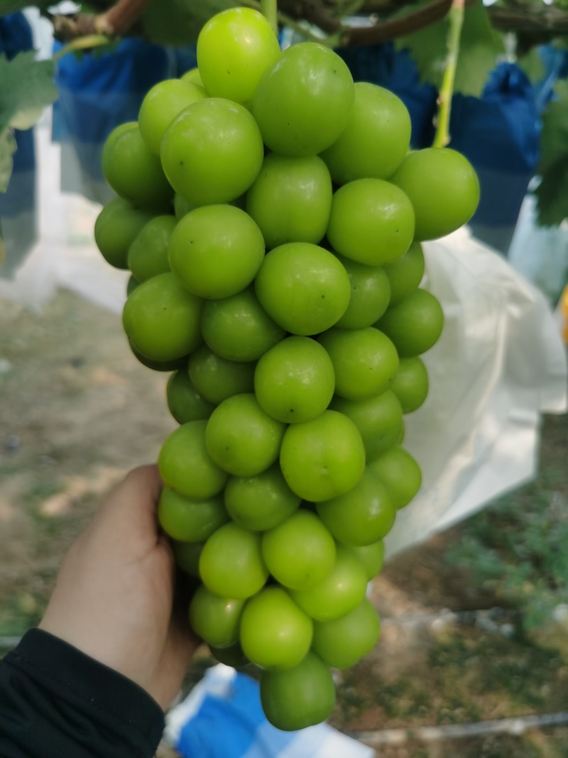 阳光玫瑰葡萄