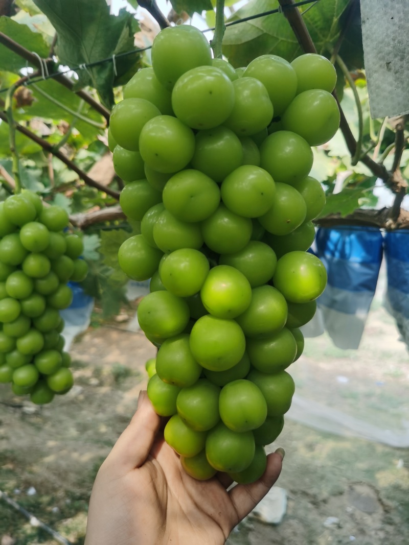 阳光玫瑰葡萄